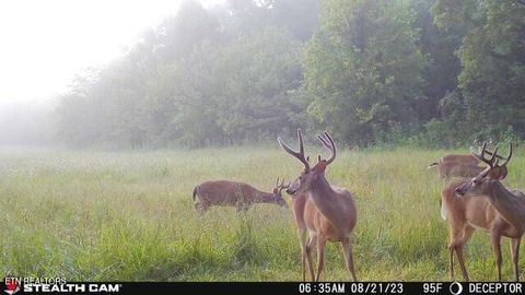 Tiny photo for 2497 Mt Carmel Rd, Decatur, TN 37322 (MLS # 1322232)