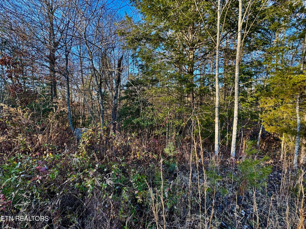 Photo of Four Mile Creek Rd, Deer Lodge, TN 37726 (MLS # 1324762)