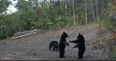 Tiny photo for Lot 314R Duck Hollow Rd, Gatlinburg, TN 37738 (MLS # 1333443)