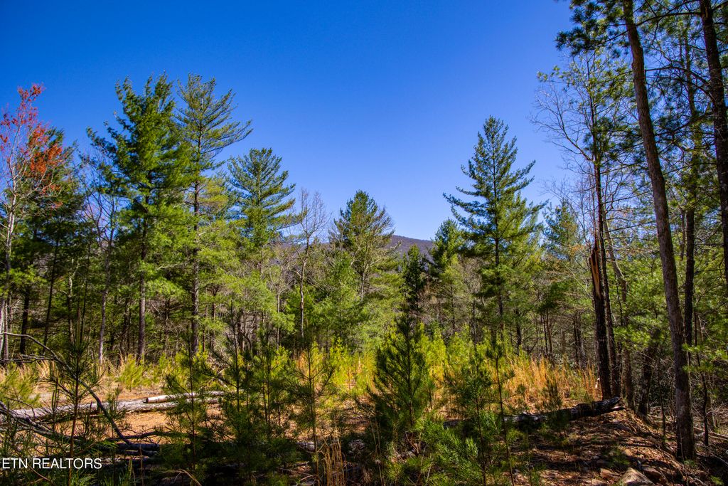 Photo of 242 Smithfield Rd, Tellico Plains, TN 37385 (MLS # 1258618)