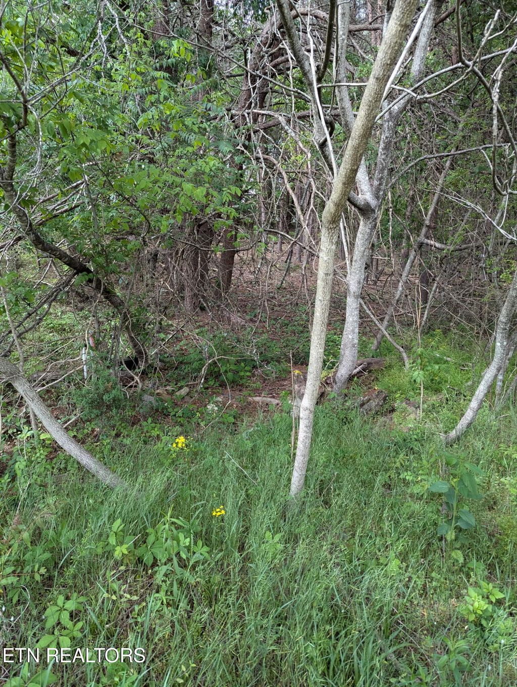 Photo of 8 Foster Road, Blaine, TN 37709 (MLS # 1299469)