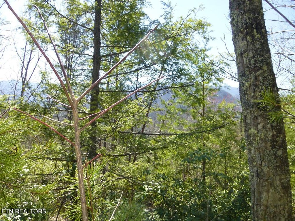 Photo of 2425 Sonshine Ridge Rd, Cosby, TN 37722 (MLS # 1285664)
