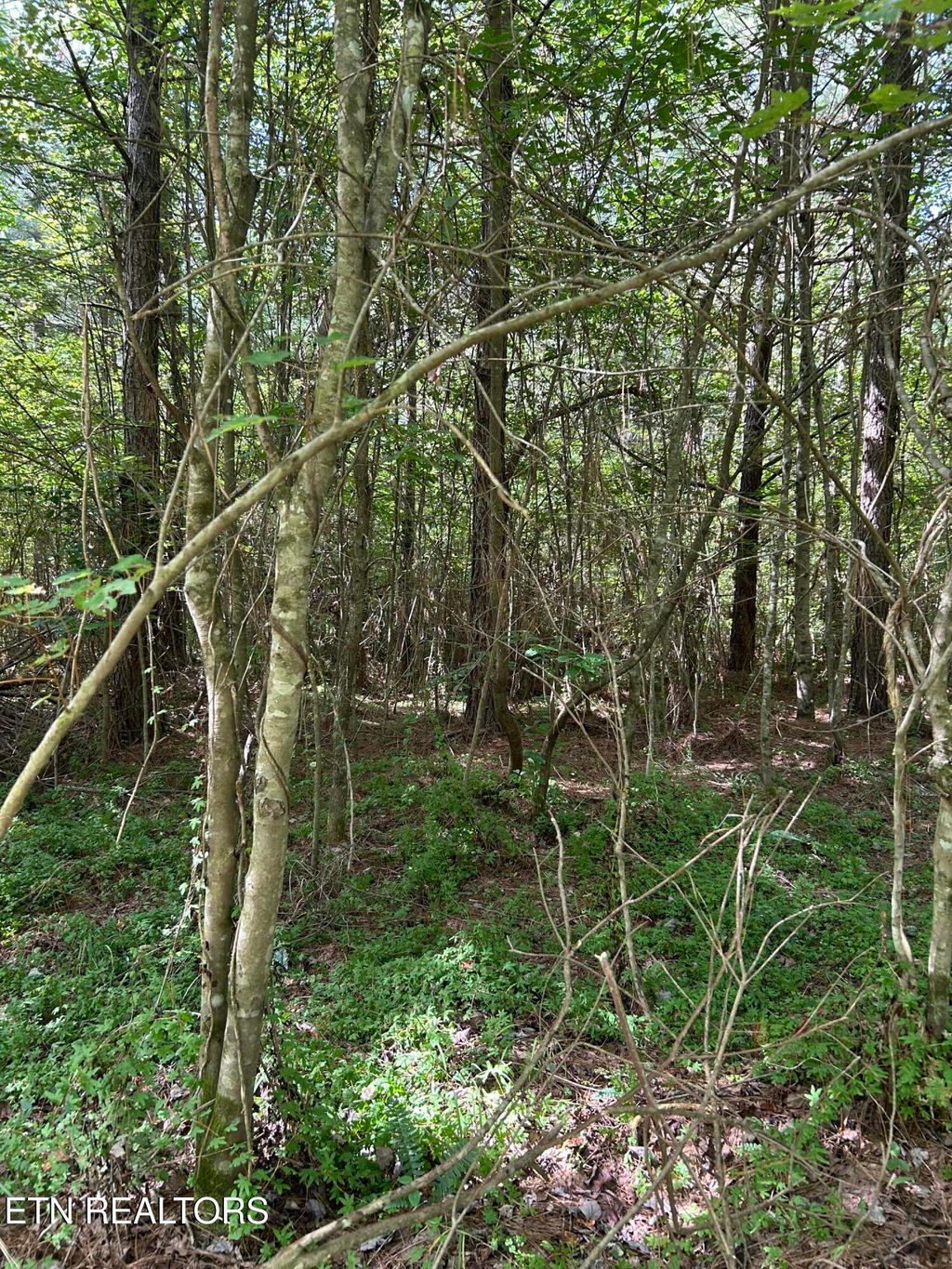 Photo of 241 Star Lake Way Way, Deer Lodge, TN 37726 (MLS # 1323221)