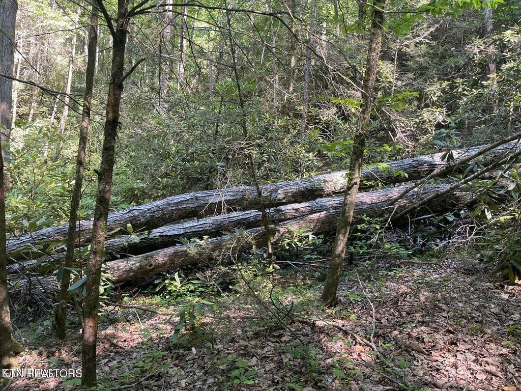 Photo of 6 Sycamore St, Sevierville, TN 37876 (MLS # 1287627)