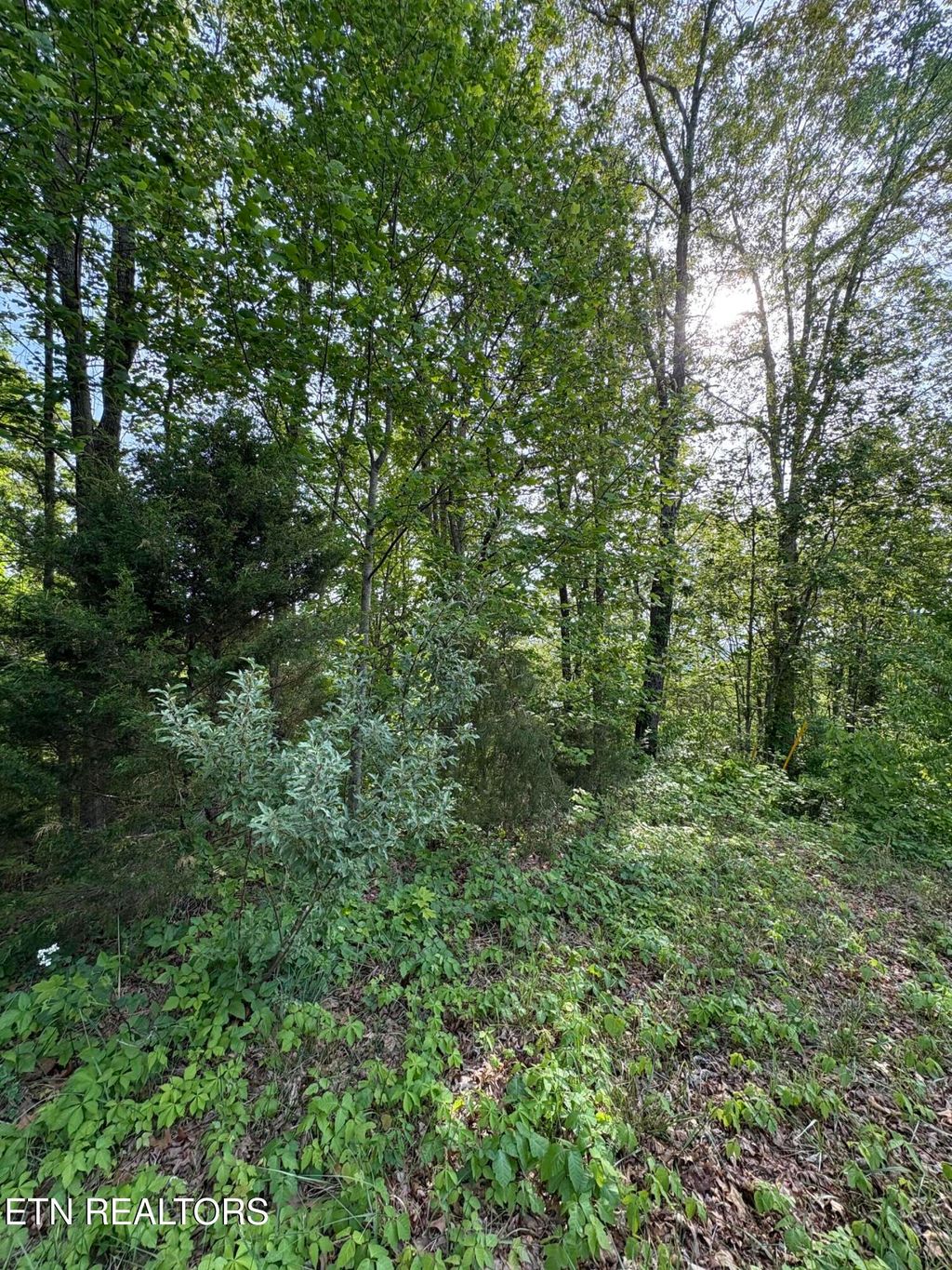 Photo of 169 Saddleridge Drive, Speedwell, TN 37870 (MLS # 1338087)