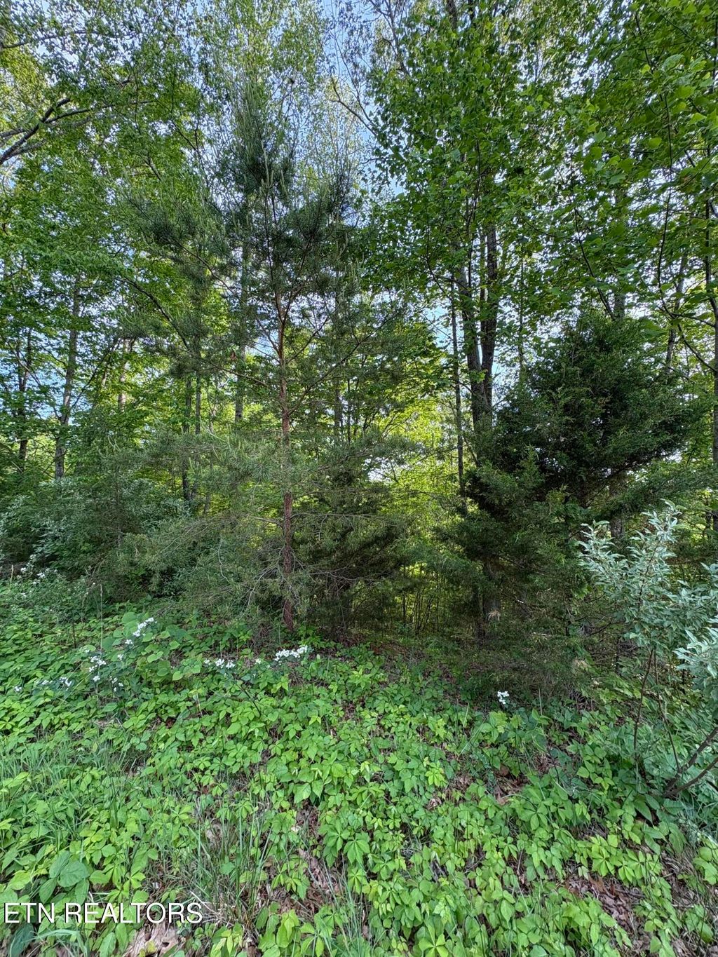 Photo of 169 Saddleridge Drive, Speedwell, TN 37870 (MLS # 1338087)