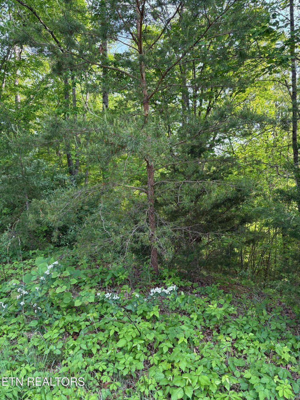 Photo of 169 Saddleridge Drive, Speedwell, TN 37870 (MLS # 1338087)