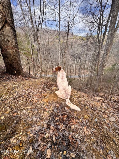 Tiny photo for 132 Sugar Maple Way, Del Rio, TN 37727 (MLS # 1332883)