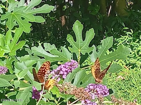 Tiny photo for 132 Sugar Maple Way, Del Rio, TN 37727 (MLS # 1332883)