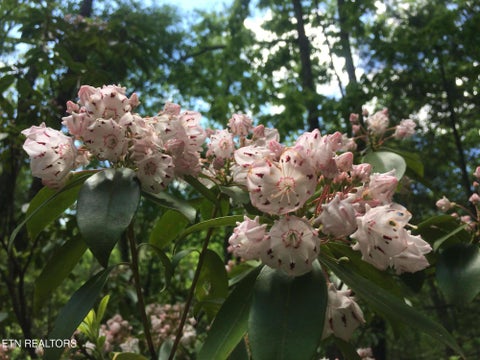 Tiny photo for 755 Bear Branch Rd, Wartburg, TN 37887 (MLS # 1355556)