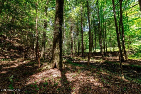 Tiny photo for 755 Bear Branch Rd, Wartburg, TN 37887 (MLS # 1355556)