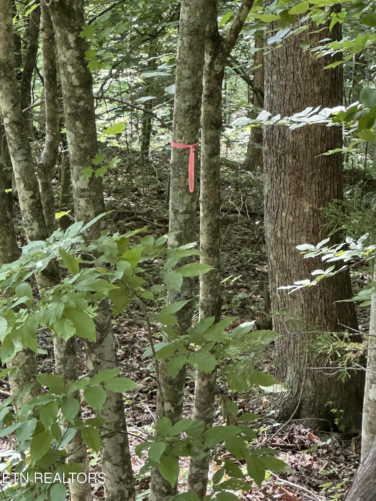 Hiwassee View - Lot 56 Drive