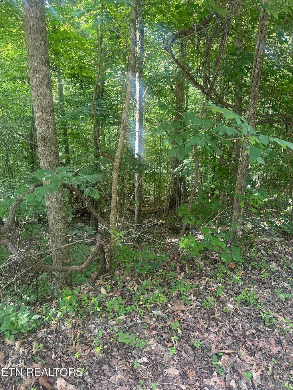 Photo of Hiwassee View - Lot 56 Drive, Jacksboro, TN 37757 (MLS # 1345289)