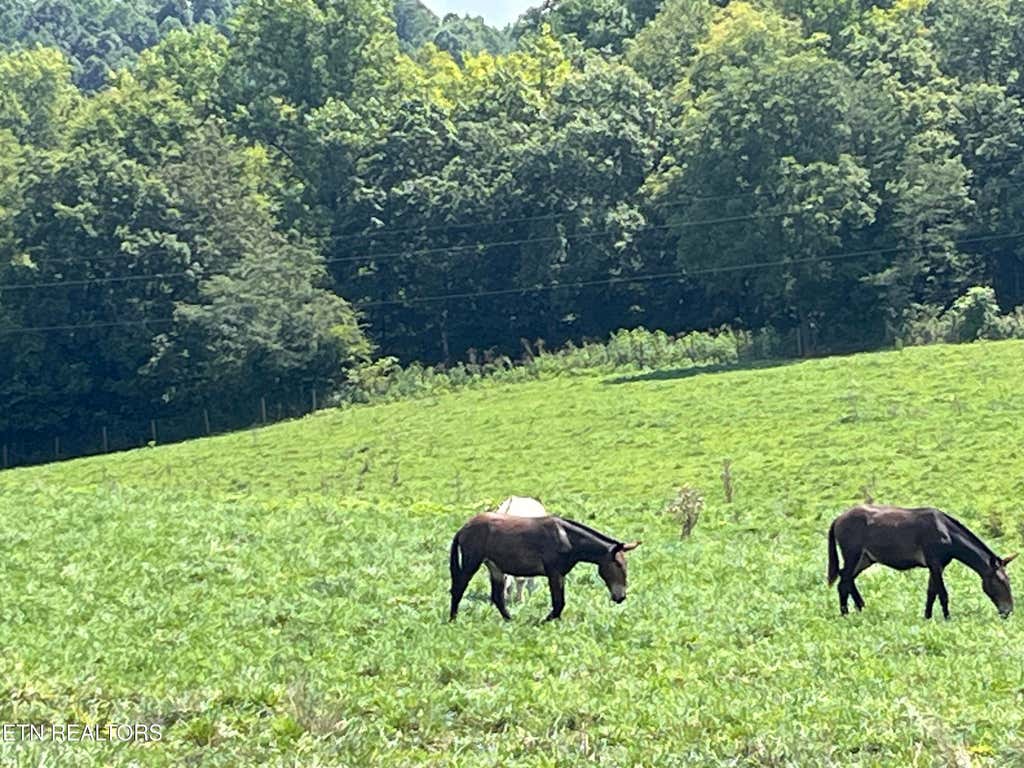 Photo of 160 County Road 968, Delano, TN 37325 (MLS # 1351960)