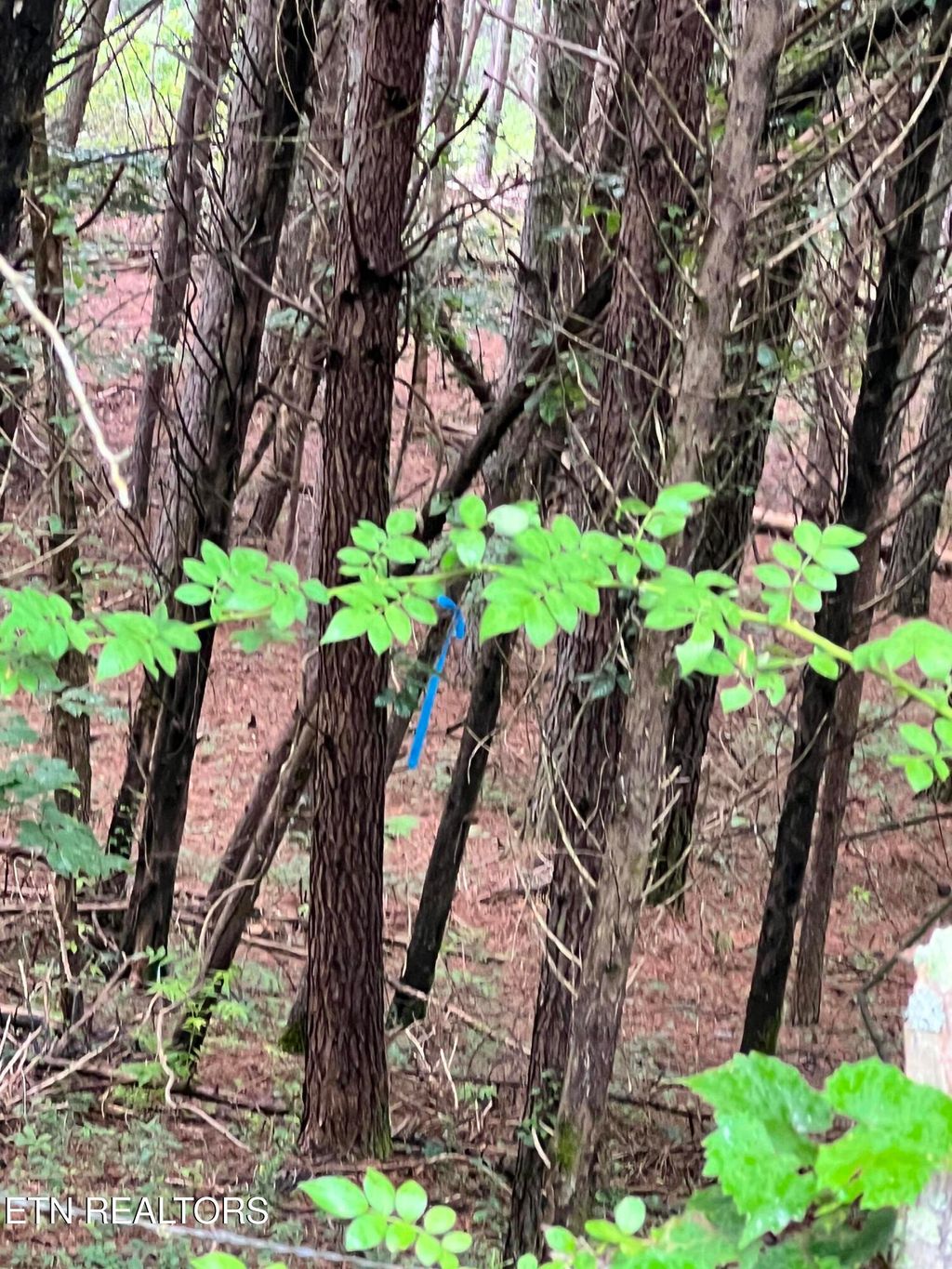 Photo of Lot 5 Willie Promore Rd, Decatur, TN 37322 (MLS # 1310661)