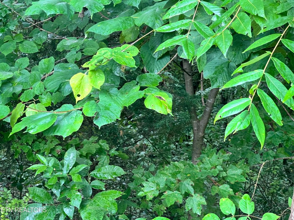 Photo of Lot 5 Willie Promore Rd, Decatur, TN 37322 (MLS # 1310661)