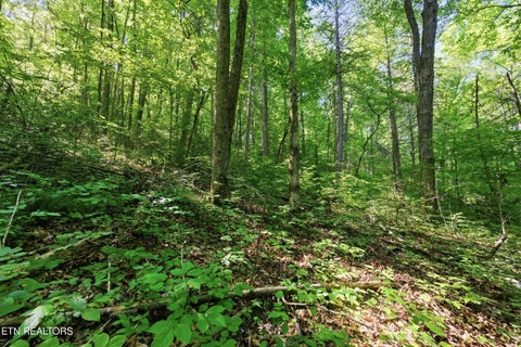 Tiny photo for 3233 Stevia Way, Cosby, TN 37722 (MLS # 1342327)