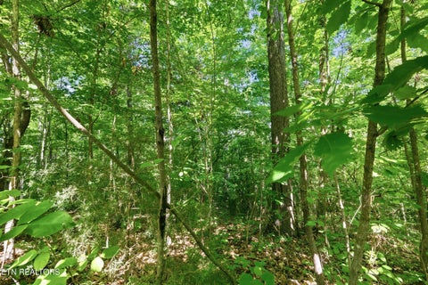 Tiny photo for 3233 Stevia Way, Cosby, TN 37722 (MLS # 1342327)