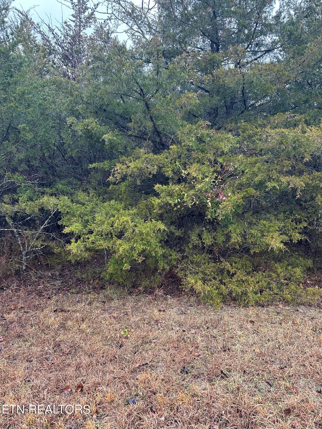 Photo of 156 Wedge Way, Tazewell, TN 37879 (MLS # 1249544)