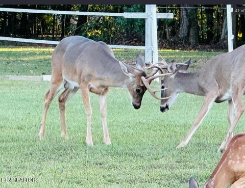 Tiny photo for 307 Idlewild Drive, White Pine, TN 37890 (MLS # 1323165)