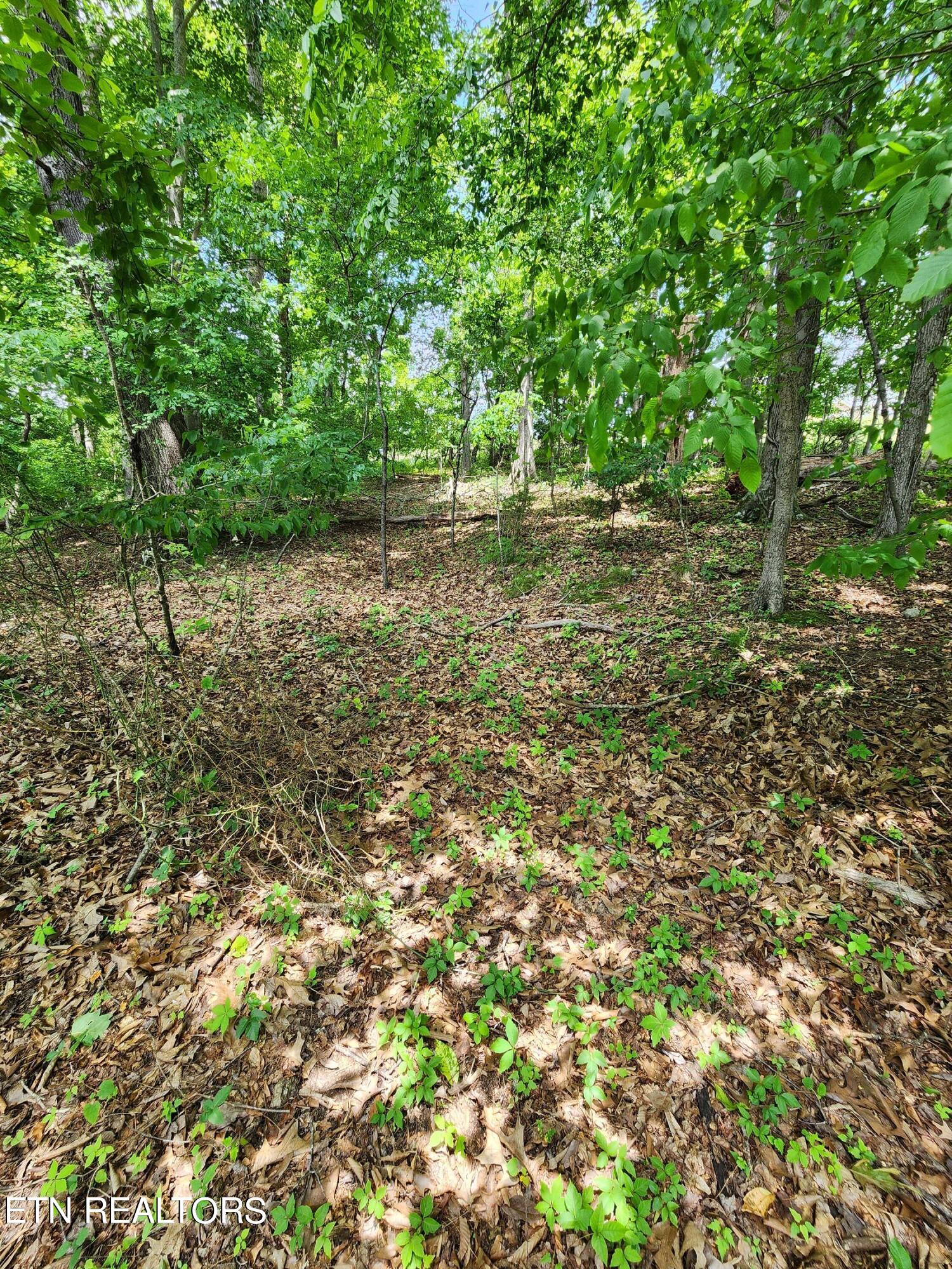 Hiwassee Drive