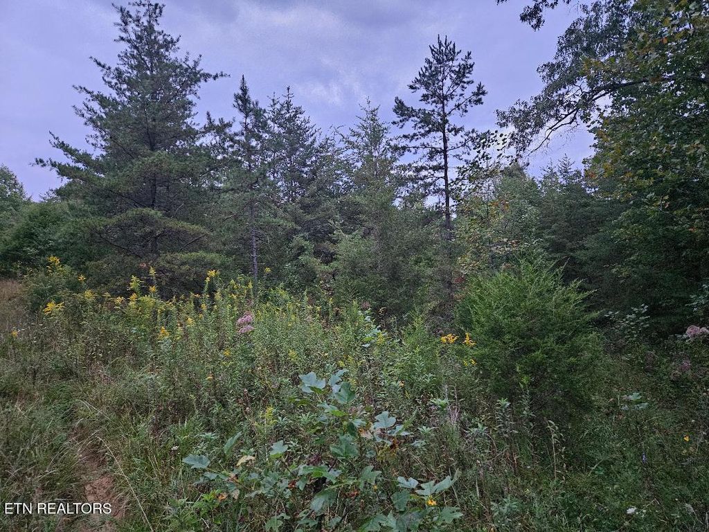 Photo of 00 Sandy Rd N/O Rd, Wilder, TN 38589 (MLS # 1327770)