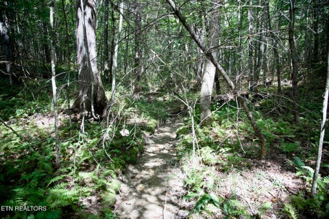 Tiny photo for 160 John Cox Rd, Deer Lodge, TN 37726 (MLS # 1356253)