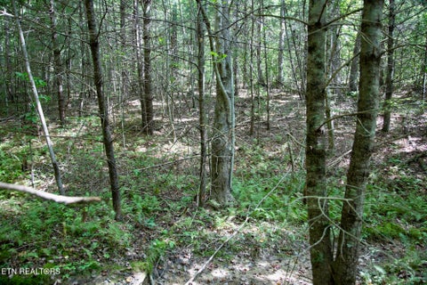 Tiny photo for 160 John Cox Rd, Deer Lodge, TN 37726 (MLS # 1356253)