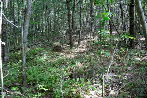 Tiny photo for 160 John Cox Rd, Deer Lodge, TN 37726 (MLS # 1356253)