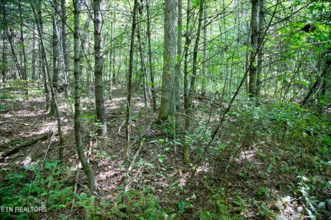 Tiny photo for 160 John Cox Rd, Deer Lodge, TN 37726 (MLS # 1356253)