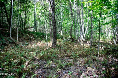 Tiny photo for 160 John Cox Rd, Deer Lodge, TN 37726 (MLS # 1356253)