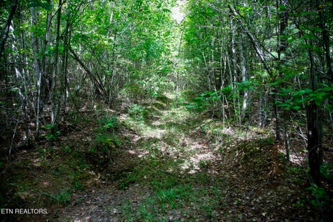 Tiny photo for 160 John Cox Rd, Deer Lodge, TN 37726 (MLS # 1356253)