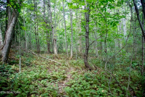 Tiny photo for 160 John Cox Rd, Deer Lodge, TN 37726 (MLS # 1356253)