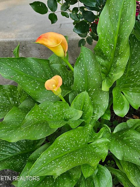 Tiny photo for 6600 Springer Drive, Knoxville, TN 37918 (MLS # 1324587)