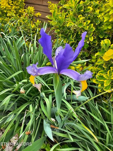 Tiny photo for 6600 Springer Drive, Knoxville, TN 37918 (MLS # 1324587)