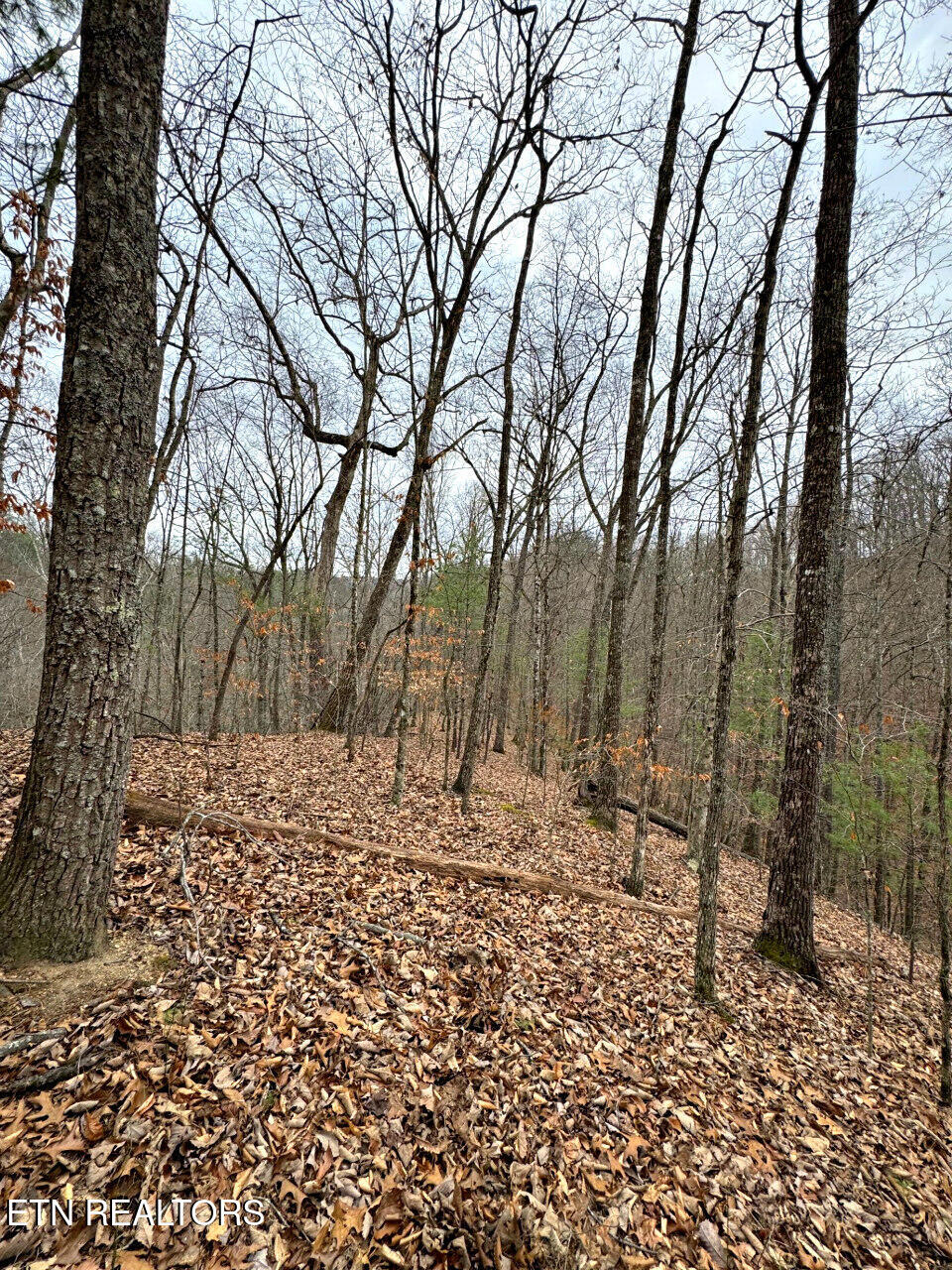 Photo of 520 Jonny Carrier Hollow Rd, Bluff City, TN 37618 (MLS # 1359085)