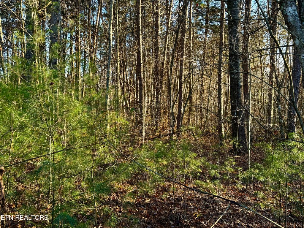 Photo of George Drive, Deer Lodge, TN 37726 (MLS # 1324755)