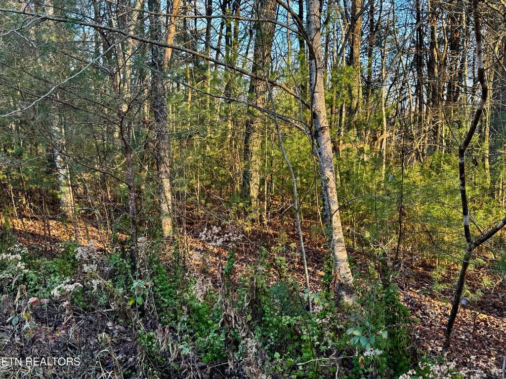 Photo of George Drive, Deer Lodge, TN 37726 (MLS # 1324755)