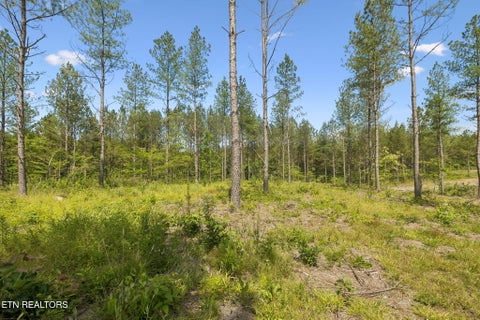 Tiny photo for Sheep Ranch Rd #24, Robbins, TN 37852 (MLS # 1355919)