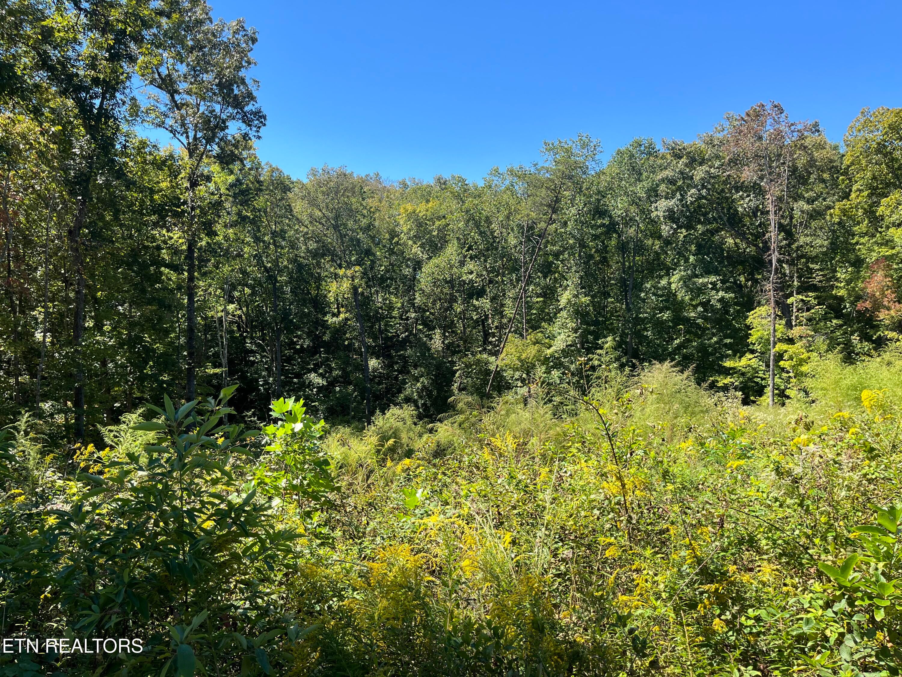 223 Clear Springs Rd - Photo 4