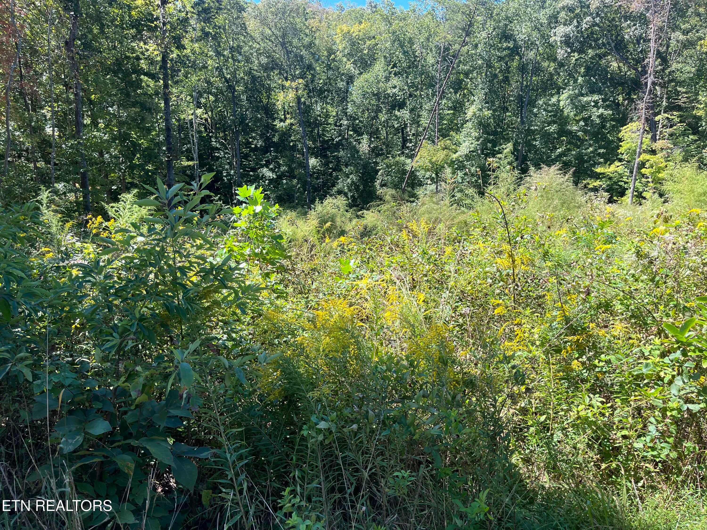 223 Clear Springs Rd - Photo 3