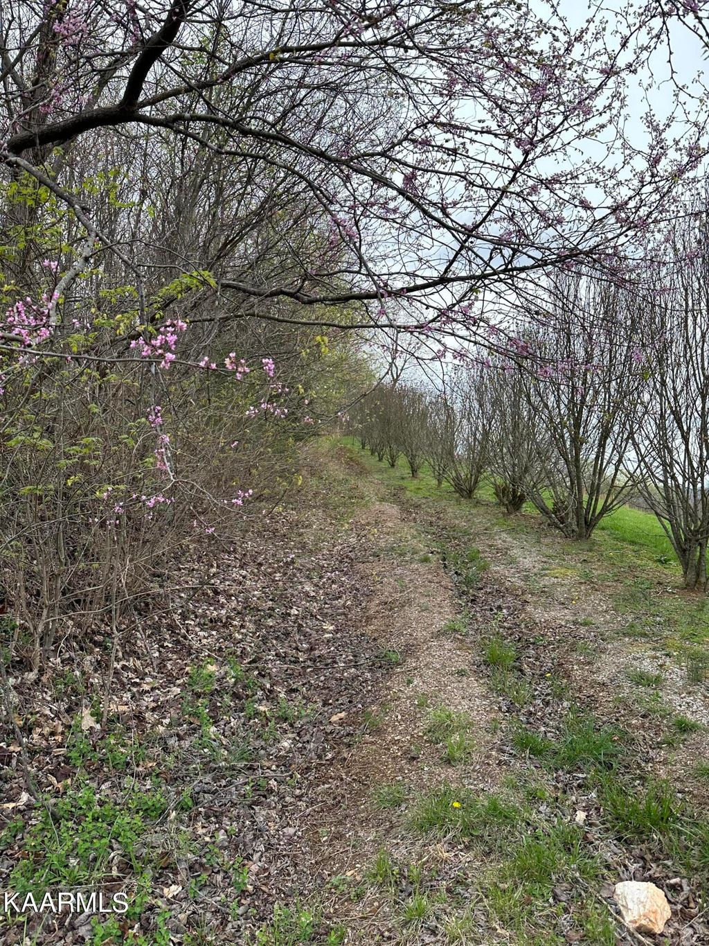 Photo of Chloe Tr, Tazewell, TN 37879 (MLS # 1220756)