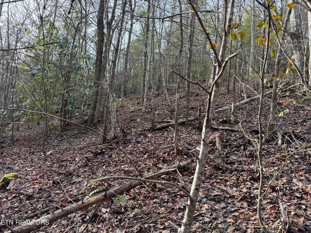 Photo of Black Gum Rd, Gatlinburg, TN 37738 (MLS # 1254672)