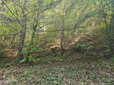 Photo of Black Bear Cub Way Way, Pigeon Forge, TN 37862 (MLS # 1357564)