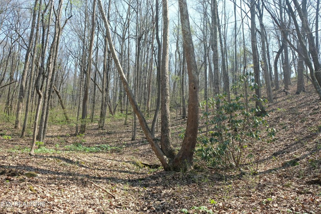 Photo of 3578 Wolf Creek Rd, Spring City, TN 37381 (MLS # 1342031)