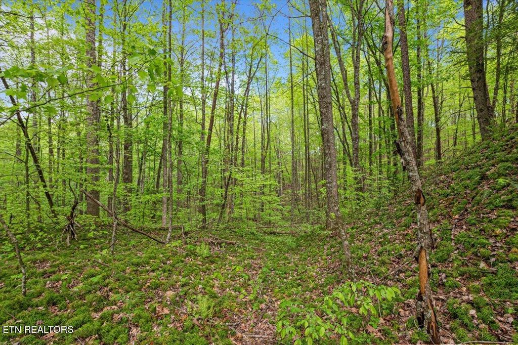 Photo of 150 Timber Oaks Lane, Pioneer, TN 37847 (MLS # 1299159)