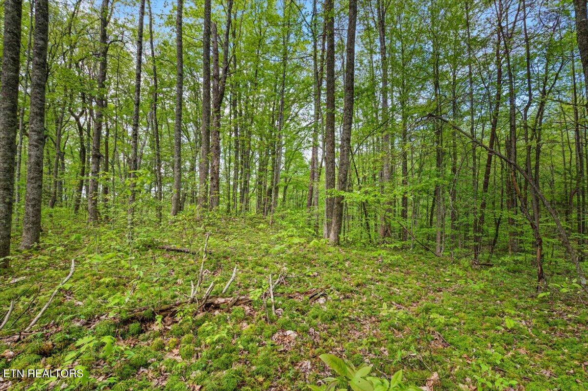 150 Timber Oaks Lane