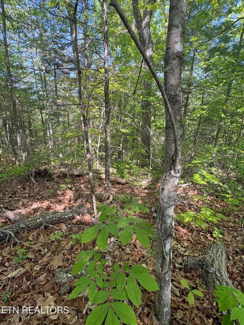 Tiny photo for 261 Mountain Retreat Rd, Townsend, TN 37882 (MLS # 1337998)