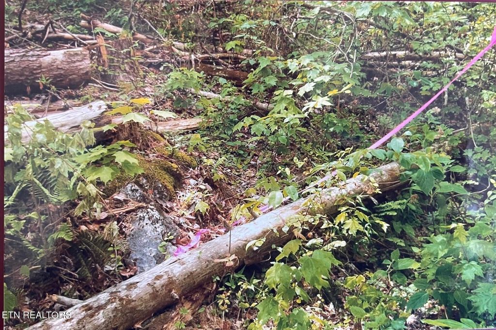 Photo of 3 Old Cades Cove Rd, Townsend, TN 37882 (MLS # 1263497)