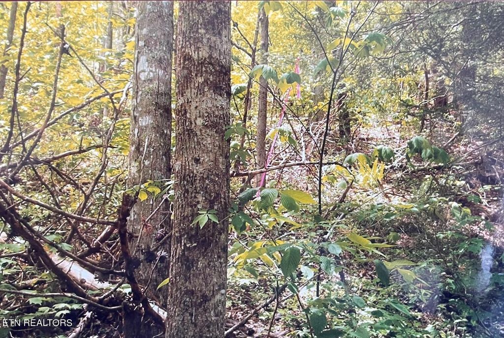 Photo of 3 Old Cades Cove Rd, Townsend, TN 37882 (MLS # 1263497)